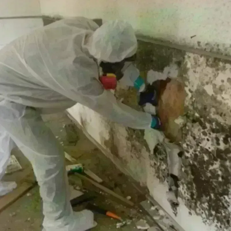 Mold Remediation and Removal in Potter County, SD